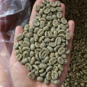 2 - Premium Cau Dat Arabica Green Coffee Beans