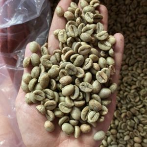 3 - Robusta Green Coffee Beans ( Honey Process )