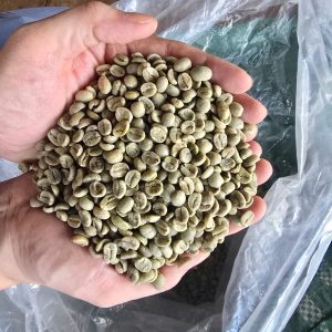 Clean Robusta Green Coffee Beans, Screen 18/16