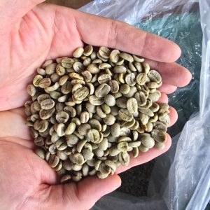 90 - 98% Ripe Robusta Green Coffee Beans ( Natural Process ), Screen 18/16